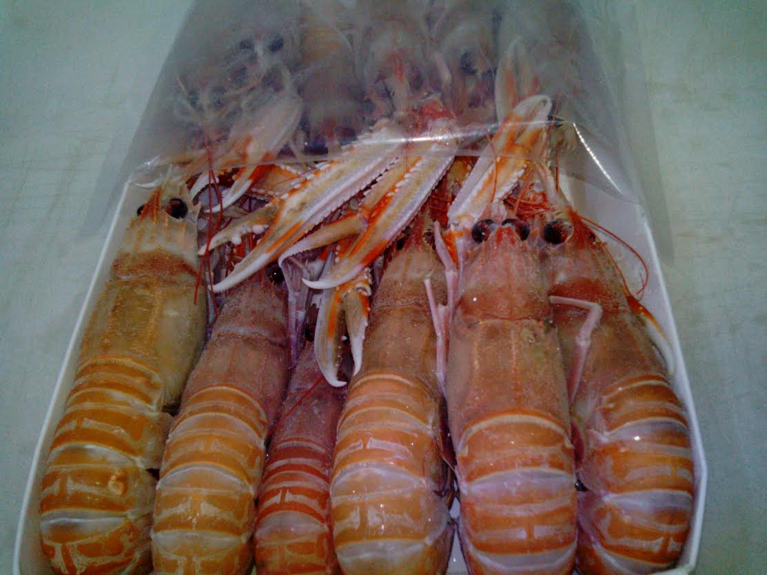  Exportación De Pescado Fresco Congelado - poissons estamos en una temporada llena de muchos peces,  lo que nos permite exportar pescado fresco todos los días como la langosta,  calamar,  el besugo,  el lenguado,  pargo,  camarones,  pulpo ....--sin olvidar que tenemos disponibles nuevos peces en nuestras poblaciones como- jurel,  la caballa,  el capitán,  el 