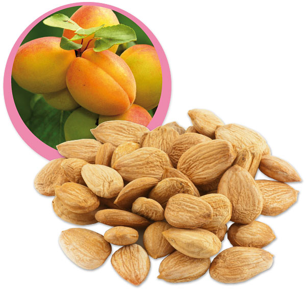 fruit amer et toxique 10 lettres
