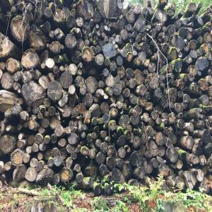  Bois De Chauffage Urgent - bois charbon fibre vente de bois de chauffage &agrave; l'international continu en grande quantit&eacute; --en 2 ou 4 m&egrave;tres --types de bois- sec / chene / hetre / frene  m&eacute;lange ou chataigner l a partir de 18  &agrave; 28  --me contacter pour plus d'informations  c