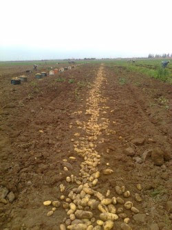  Pomme De Terre Nicola Calibrée 0-35 - fruits et légumes notre société cherche de grandes quantités de pomme de terre nicola tout fournisseur sérieux  est invité a nous adresser une réponse par émail et nous le contacterons sous peu. s'il vous plait curieux s'abstenir car c'est du sérieux...