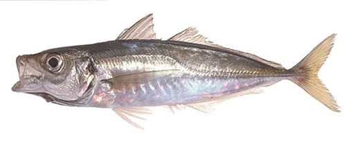  Poisson Congelé - poissons nous détenons une grande quantité de poisson congelé afrique ( sardinelle ,  chinchard ,  maquereaux , capitaine , curbine ... ) et d'autre  variété sur demande ,  condition de payement lc ,  possibilité de vérifié la quantité et la qualit&eac