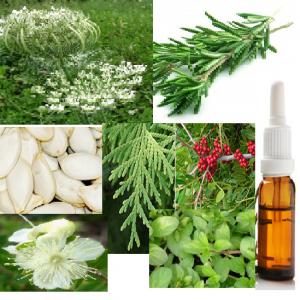 HUILES ESSENTIELLES ESSENTIAL OILS - pas de restrictions - Tunisie  producteur Recherche de client - Espaceagro