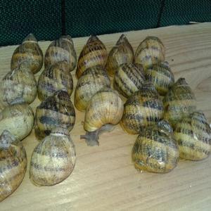  Vente Coquille D'escargot Gros Gris Bio - coquillage crustacé disponibles tout de suite 3500 coquilles d'escargots gros gris bio pret &agrave; l'emploi. --prix - 0, 07  / pi&egrave;ce 