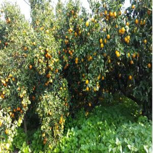  Agrumes De Tunisie(mandarine Maltaises Et Thomso - fruits et légumes on cherche des exportateurs  pour la france ou autre pays pour des consommateurs qui adorent le gout des agrumes  du méditerranée   des  clémentines; mandarines succulentes; des maltaise très sucrées à gout unique et les oranges thomson navel juteuses avec u