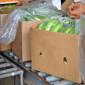  Banane Fraîche - fruits et légumes bonjour .nous sommes une entreprise tunisienne qui cherche un fournisseur permanent pour l approvisionnement du banane french vert.