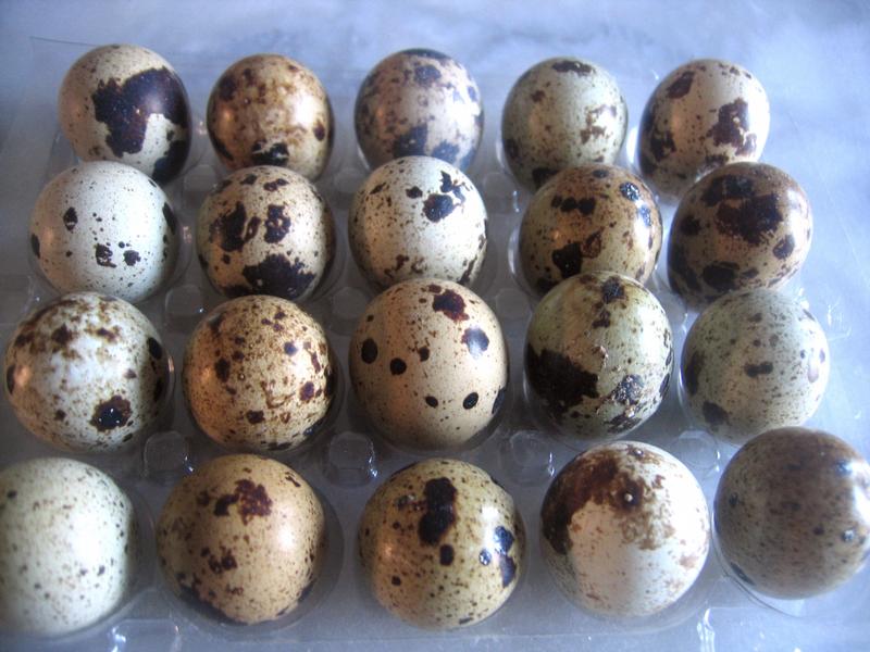  Recherche Marché D'écoulement Des Oeufs De Caïlle - viandes et oeufs je suis producteur des oeufs et viandes de caïlle à akpakpa,  cotonou au benin. je suis capable de livrer jusqu'à 1000 oeufs par semaine et recherche un marché exterieur d'écoulement pour mes oeufs et viandes de caïlle bio.  les oeufs de caïlle sont les seuls oeufs di&eacu