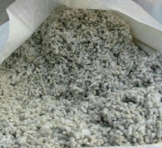  Partenariat Pour Fourniture De Graine De Cotons - matiere vegetale cherch&eacute; des partenaires s&eacute;rieux pour leurs fournir de la grain&eacute; de cotons. de la bonne qualit&eacute; qui dis mieux pour n&ocirc;tre offre. merci 