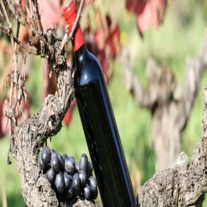  Saisir Aop Languedoc Moins De 2€ - vins notre maison vous propose----- - une grande quantité d'aop languedoc,  mise en bouteille en france par nos soins-- - un vin de qualité à moins de 2€ la bouteille-- - une personnalisation de produits à partir de 4 800 bouteilles commandées--