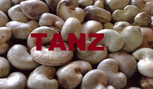  Noix De Cajou - semence graine plant nous sommes des producteurs et en association avec les autres producteurs de la sous r&eacute;gion.--nous disposons actuellement environs 10000 tonne de noix de coton.--nous avons un excellent rapport qualit&eacute;/prix.--prix fob - 1015 eur la tonnes--la v&eacute;rification de la qualit&eacute; et