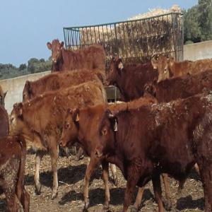  Veaux Croise Charolais Limousin Du Portugal - animaux vivants st&eacute; portugaise cherche au maroc des importateurs  des veaux pour engraissement .--races -limousin,  charolais,  angus,  croises.--200 bovins race croise limousin charolais disponibles pour sortir du portugal de 20 de janvier .poids +- 320  kg