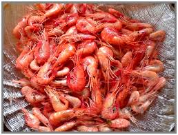  Tout Types De Poissons Depuis L’océan Atlantique - poissons bonjour--nous sommes une société internationale de poissons et fruits de mer nous disposant des représentants en espagne , france , italie et chine. --nous mettons à votre disposition les oeufs de mulets congelés ou frais , grade-a - nous sommes en mesure de fournir d