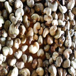  Vente De Noix De Cajoux Et Sesam - semence graine plant nous somme une société de vente de produits agricoles en guinée pour la campagne 2017 nous avons la capacité de fournir plusieurs tonnes de noix de cajoux et de sesame nous cherchons des acheteurs serieux  prix à negocier 