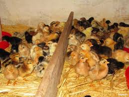  Des Poussins Génoises - animaux vivants salut je suis à la recherche des clients en monde entier pour vendre entre 2000 et 2500 poussins génoises par 15 j --j'ai tout comme papiers  vaccins et feuille d'exportation   s'il y a quelqu'un qui est intéressé veuillez me contacter sur mon numéro ou mon email  