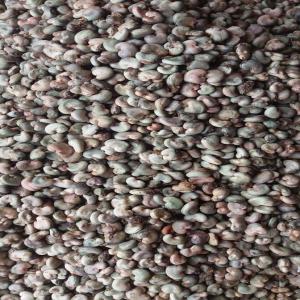  Selling Rcn - fruits et légumes hello. i am from west africa in burkina faso. the new campaign of rcn has begun. for your needs,  contact me a few in quantity and quality. thank you