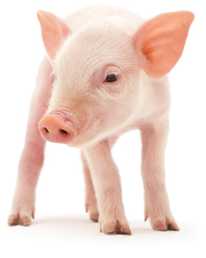  Creation D'une Ferme - animaux vivants recherche de partenaire fiable pour la création d'une ferme d’élevage de porcs en cote d'ivoire, --le secteur est très porteur dans la mesure ou la cote d'ivoire importe plus de 80 % de viande de porc qu'elle consomme.--l'espace est déjà acquis,  nous auront juste a 