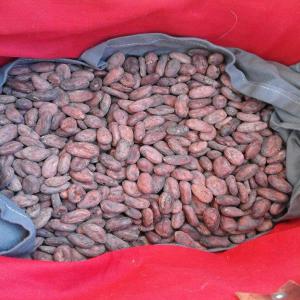  Fèves De Cacao Criollo (madagascar) - café cacao thé nous venons de cr&eacute;er une soci&eacute;t&eacute; qui exporte des produits exotique de madagascar,  nos produit sont  de premi&egrave;re qualit&eacute; connu dans le monde f&egrave;ves criollo (bio).--livraison au port d'antsiranana.