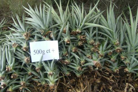  Rejet Ananas - fruits et légumes nous cherchons un fournisseur de rejet d'ananas,  si possible variété md2,  a fournir cif matadi - rdc
