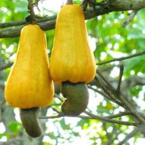  Noix De Cajou Du Bénin Et De La Cote D'ivoire - fruits secs et graines grillées nous achetons du noix de cajou brut bien s&eacute;ch&eacute; du b&eacute;nin de la cote d'ivoire et du b&eacute;nin. nous recherchons uniquement des prix fob avec paiement par lc si possible. nous somme toutes fois ouvert a d'autre proposition de paiement si les exportateurs dispose de r&eacute;f&ea