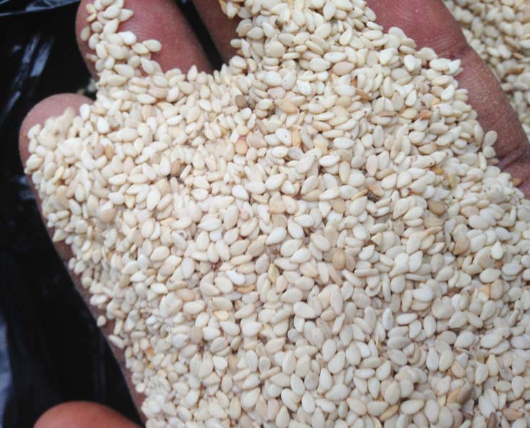  Sesame Blanc - céréales nous recherchons pour achat 2500 tonnes de s&eacute;same blanc.----nous souhaiterions n&eacute;gocier avec les producteur et les exportateurs uniquement pas d'interm&eacute;diaires.----merci de nous contacter par mail si vous en disposez.----