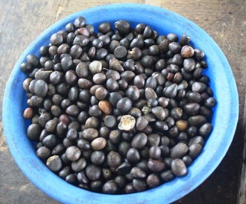  Vente D'amandes Palmistes - fruits et légumes bonjour, ----mise à disposition pour vente de ---amandes palmistes / palm shell nuts--idéal pour huile essentielles d'amandes--qté / qty - 2-4 tc 20  / mois--conditions - loco magasin / fob--prix - 150.000f cfa/tonnes - 200.000f cfa (fob)----