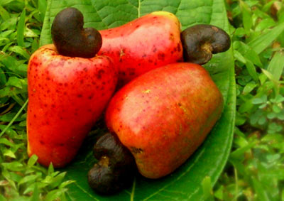  Noix De Cajou Brut Et Séché Du Bénin - fruits secs et graines grillées nous fournissons noix de cajou brut du bénin.----livraison magasin cotonou ou fob port de cotonou.----kor 48 +----noix/kg  170 - 180------