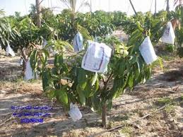  Avocat Hass - semence graine plant nous sommes à la recherche de grossiste au fournisseur  de vente du massif d'arbustes d avocat hass pour la transplantation au maroc  et développer notre activité d import et l export au maroc --tarifs- moins--- restrictions- fob au bien exw ---  quantité- >800 arbre -- c