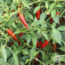  Bonne Affaire - Investissement capitaux je viens demander a toute personne qui veux investir dans des bonnes affaires .car moi 'j 'ai 20 ha de terre fertile pour le culture de piment qui est une richesse au benin et la sous région.--nous pouvons gagner 15, 000, 000 f par ha et par an.--je suis serieux. --merci bien