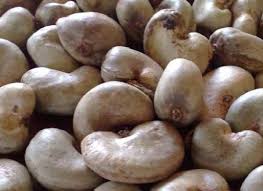  Vente De Noix De Cajou Brute - café cacao thé offre de vente de  noix de cajou brutes  disponible chez nous.--vous pouvez vous en procurer autant de tonnes que vous voulez.--n'hésitez surtout pas de nous contacter!--