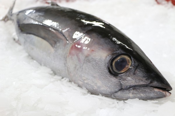  Recherche De Client Poulpe Thon Mulet Crevette - poissons -crevettes - 19, 5$/kg---poulpe - 7$/kg---sardine - 2$/kg---thon - 3, 8$/kg--nous sommes une société située en mauritanie spécialisée dans la commercialisation des produits de la mer frais et congelés,  nous disposons d’un numéro d'agrément pour e