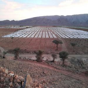 Pastèque Maroc 2020 (Tazarine) - fruits et légumes bonjour, ----d'origine marocain et issu d'une famille d'agriculteurs dans la région de ourzazate/zagora--près de tazzarine qui travaille la  terre  depuis des générations.ma famille restée au pays s'est donc développé au sein de l'agriculture.depuis de