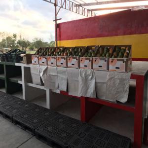  Mangue Du Mexique - fruits et légumes bonjour,  nous sommes une société française stationné en tunisie et nous avons aussi une usine au mexique. nous proposons des mangues de très bonne qualité a des prix pas cher. si ça vous intéresse n’hésitez pas a nous contactez. 