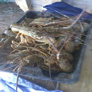  Vente De Fruit De Mer Homard (langosta) - poissons nous sommes une soci&eacute;t&eacute; situ&eacute;e en mauritanie sp&eacute;cialis&eacute;e dans la commercialisation des produits de la mer frais et congel&eacute;s,  nous disposons d un num&eacute;ro d'agr&eacute;ment pour exporter nos produits vers l &eacute;tranger y compris les pays de l union e