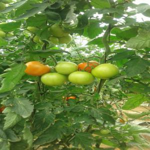  Commercialisation Des Semences Maraîcheres - semence graine plant nous vendons les semences mara&icirc;ch&egrave;res telles que tomate,  poivron , aubergine , past&egrave;que, melon ,  courgette , nous vous informons que nos semences sont de tr&egrave;s bonne qualit&eacute;   , nous restons &agrave; votre disposition pour toute information suppl&eacute;mentaire 