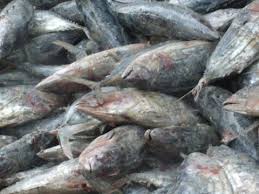  Recherche D'armateur De Poissons - poissons bonjour à tous! nous recherchons des armateurs désireux débarquer le poisson thon et ses espèces voisines au port autonome d'abidjan. nous avons des partenaires-grossiste qui ont des marchés et qui sont prets recevoir les poissons pour la vente.--n'hésitez p