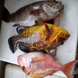  Poissons Frais Ou Congelés - poissons bonjour je suis mareyeur et secr&eacute;taire g&eacute;n&eacute;ral de la fenams (f&eacute;d&eacute;ration national des mareyeurs du s&eacute;n&eacute;gal) je vend du poissons frais ou congel&eacute;s en bonne qualit&eacute; pour les int&eacute;ress&eacute;s vous pouvez m'&eacute;crire sur &eacute;m