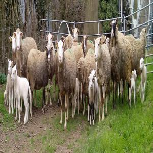  Agneaux Sevrés - animaux vivants agneaux sevrés de trois mois,  possibilité de vendre des brebis avec des petits de minimum 15 jours. pour plus d'informations appelez 