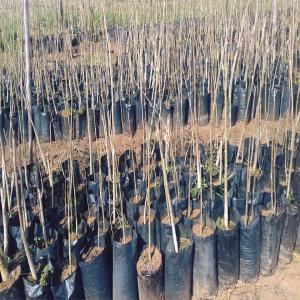  Plants De Moringa - semence graine plant on met en vente des plants de moringa oleifera bio produites dans nos pépinières --prix- à partir de 50 dh l'unité--