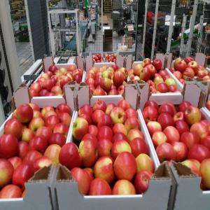  Apple From Poland - fruits and vegetables with market knowledge over the years,  we have gained valuable experience dealing with the export of greek fruit products. we have already established our company name in europe but also in non-european countries such as russia,  moldova,  belarus,  ukraine and others. our customers are well aware of th