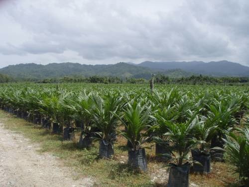  Recherche D'acheteurs D'huile De Palme, Etc. - huiles nous sommes de jeunes agriculteurs camerounais exerçant dans la plantation de palmeraies,  à la recherches d'acheteurs d'huile de palme,  huile d'arachide brutes,  etc. nous disposons présentement de 50 bidons de 20 l d'huile de palme à vendre. --votre satisfaction,  notre mo