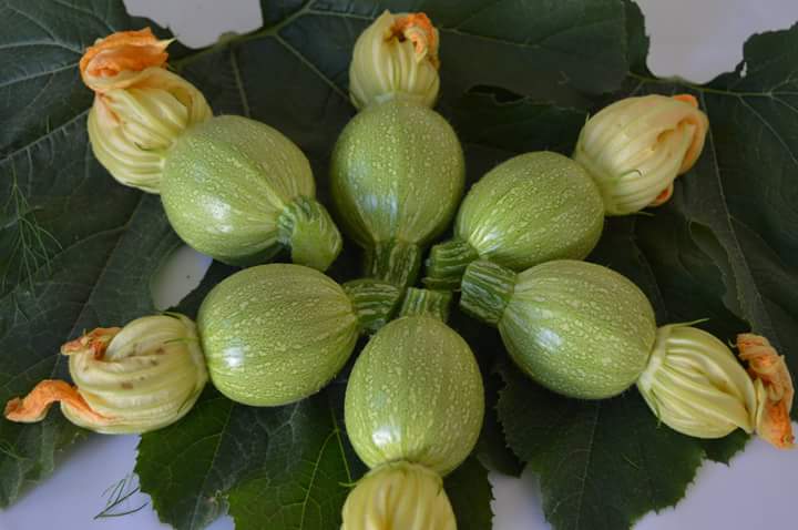  Courgettes Rondes De Couleur Vert Clair - fruits et légumes nous produisons des courgettes rondes de couleur vert clair,  si vous etes intéressés par l'achat veuillez nous contacter