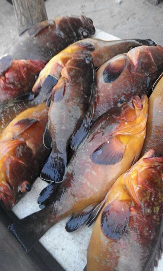  Vente De Poissons Du Senegal - poissons bonjour --nous sommes une societe d exportateur de poisssons frais et nous desirons elargir notre cleintel donc nous sommes pret a travailler avec de nouveaux acheteur merci de me parvenir votre commande par  mail --nopus vendons différents--thiof dorade mezrou jaune sole de roche calamar bad