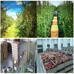  Pommes De Pologne - fruits et légumes *un regroupement de producteurs de pommes dont les vergers de 2000 ha sont situés dans les deux plus grandes régions productrices de pologne ( grojec près de varsovie et  sandomierz sud-est du pays) a le plaisir de vous offrir des pommes d’une très grande qualité g
