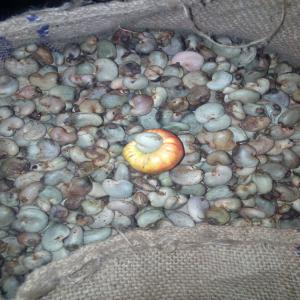  Well Dried Raw Cashew Nut In Shell - fruits secs et graines grillées we supply raw cashew nuts in shell from benin.----outturn-  50 - 52 lbs --nut count per kg- 175 - 180--moisture- under 8%--defective nuts- under 7%--delivery- exwork,  fob,  cif.----direct buyers do not hesitate to contact us.----