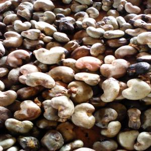  Semence Anacarde Variété Bersilienne - fruits et légumes bonjour je cherche une grande quantit&eacute; de semence de cajoux vari&eacute;t&eacute; bresilienne qui dont le cycle est de un an --merci de me contacter 