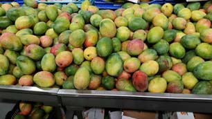  Mangues Keitt En Quantité - fruits et légumes bonjour , nous avons à dispositions des quantités de mangues keitt, quantité minimum par envoi 2000 kg  maxi.--mais aussi coco sec ,  citron vert ,  patate douce , igname ,  madére , ananas etc...     aerien et maritime possible