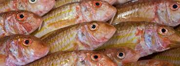  Je Vends Du Poisson Frais Ou Congele - poissons on vous propose la vente de poisson en ligne en direct de tunis ! achetez dès maintenant votre poisson frais  sélection méticuleuse du poisson à la criée le jour de l'envoi,  emballage sous vide et expédition 