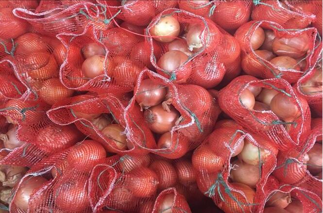  Fresh Unpeeled Onion From Holland - fruits and vegetables --variety--new crop fresh onion importer from holand--place of origin--holland--feature--plump,  clean ,  shiny color ,  no pests,  unspoiled--our advantage--1.our own factory,  cold room and professional workers--2.good quality and competitive price--3.international standard quality certificate--supplyi
