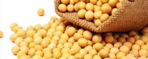  Produits Soja Gmo Grade #02 Et Non Gmo Convencion - semence graine plant nous avons des produits frais du soja gmo et de la nouvelle récolte de soja conventionnel,  que nous vendons en europe