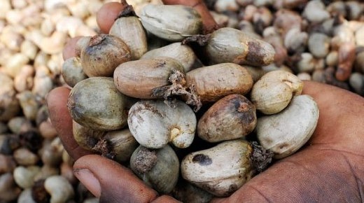  Recherche Des Partenaires Pour Affaires - Investissement capitaux bonjour je suis en afrique au benin et mon entreprise es sp&eacute;cialiser dans la repr&eacute;sentation commerciale service import export agro bisnesse marketing.--je d&eacute;tient des hectare pour la plantation des diff&eacute;rente sorte des produits tropicaux comme --le soja noix cajou arachid