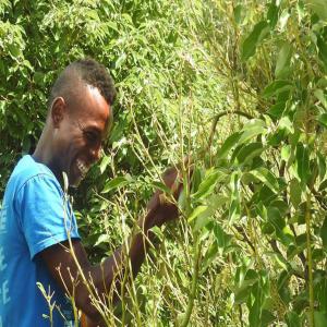  Huile Essentielle De Ravintsara Certifiée Bio - matiere vegetale société malgache productrice d'huile essentielle de ravintsara certifiée bio par ecocert issue de notre propre plantation. --nous maîtrisons donc l'ensemble du process du champs au conditionnement en passant par la distillation.--nous recherchons également un parten